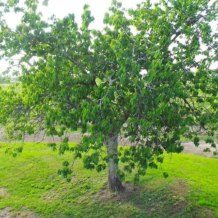 D'hotes Le Paon Blanc Bed and breakfast Monprimblanc