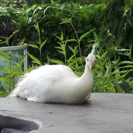 D'hotes Le Paon Blanc * Monprimblanc