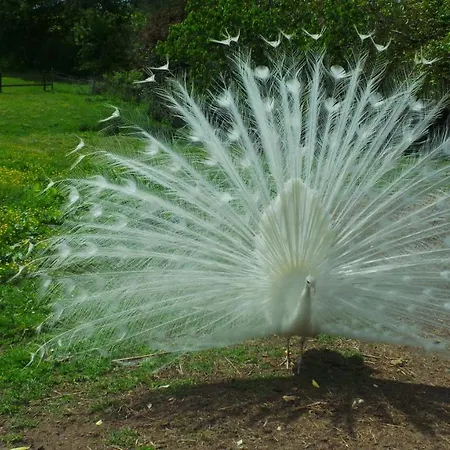 D'hotes Le Paon Blanc Bed and breakfast Monprimblanc