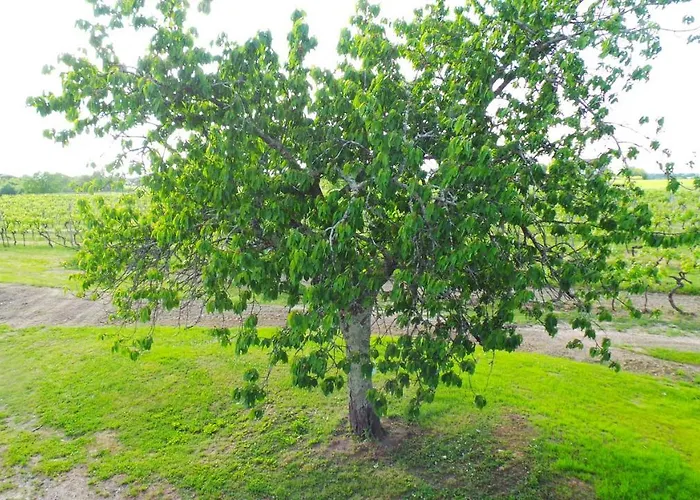 D'hotes Le Paon Blanc Bed & Breakfast Monprimblanc