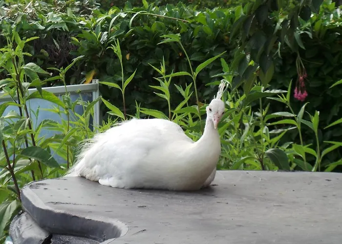 D'hotes Le Paon Blanc * Monprimblanc