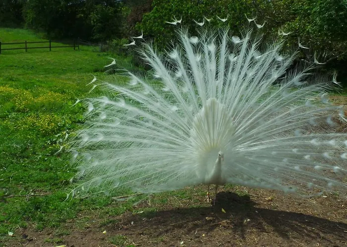 D'hotes Le Paon Blanc Bed & Breakfast Monprimblanc