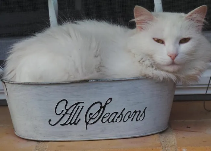 D'hotes Le Paon Blanc *